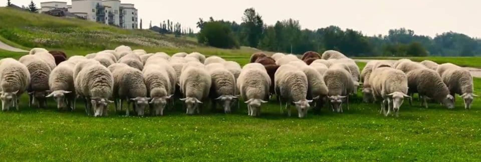 Sheep-Fort-Saskatchewan-1